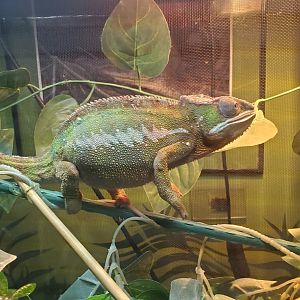 Sweetbriar Nature Center (2022) - Panther Chameleon