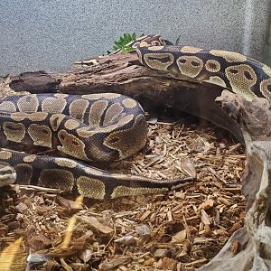 Sweetbriar Nature Center (2022) - Ball Python
