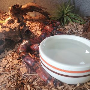 Sweetbriar Nature Center (2022) - Honduran Milk Snake