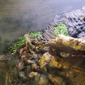 Sweetbriar Nature Center (2022) - Northern Leopard Frog