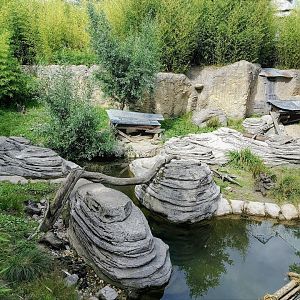 Asian small-clawed otter