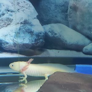 Sweetbriar Nature Center (2022) - Axolotl