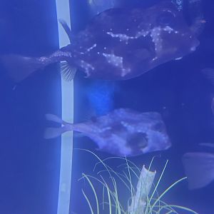 Save The Bay Aquarium (2022) - Buffalo Trunkfish