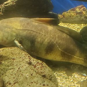 Save The Bay Aquarium (2022) - Atlantic Cod