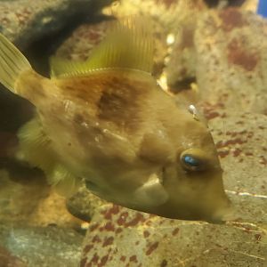 Save The Bay Aquarium (2022) - Filefish