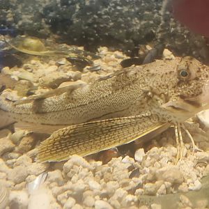 Save The Bay Aquarium (2022) - Sea Robin