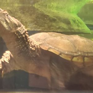 Save The Bay Aquarium (2022) - Bowser the Snapping Turtle