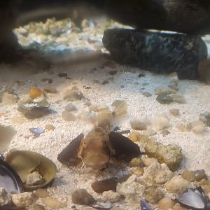 Save The Bay Aquarium (2022) - Sea Robin baby