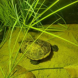 Save The Bay Aquarium (2022) - Northern Diamondback Terrapin