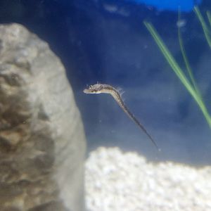 Save The Bay Aquarium (2022) - Pipefish