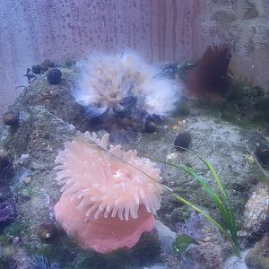 Save The Bay Aquarium (2022) - Anemones