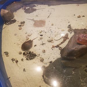 Save The Bay Aquarium (2022) - Touch Tank
