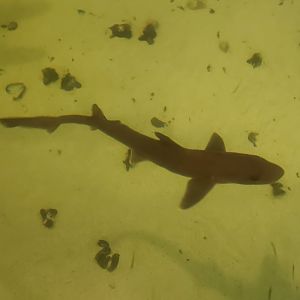 Save The Bay Aquarium (2022) - Smooth Dogfish