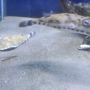 Save The Bay Aquarium (2022)