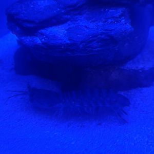 Save The Bay Aquarium (2022) - Mantis Shrimp