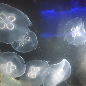 Save The Bay Aquarium (2022) - Moon Jellyfish