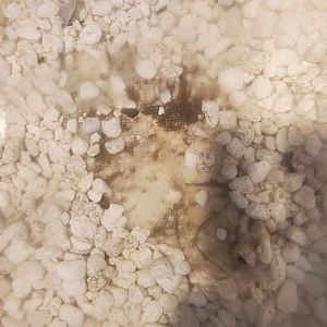 Save The Bay Aquarium (2022) - Flounder hiding