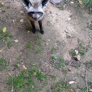Bat-eared fox