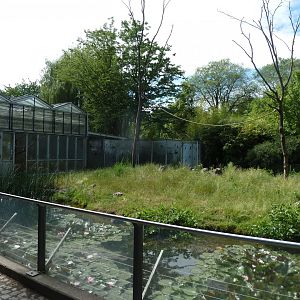 Crested Black Macaque island