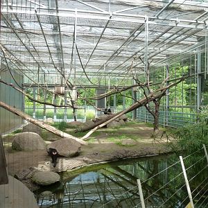 Crested Black Macaque - Winter quarter