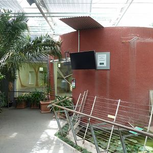 Crested Black Macaque - Night quarters