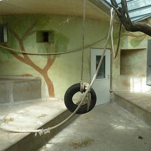 Crested Black Macaque - right-wing night quarter