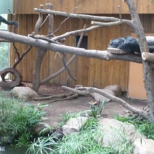 Binturong Haus