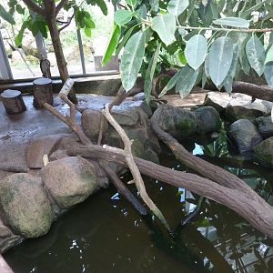 Binturong Haus - Asian-small clawed otter