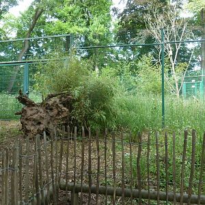 Bolivian squirrel monkey enclosure
