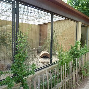 Fennec enclosure