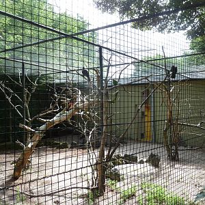 Lesser vasa parrot aviary