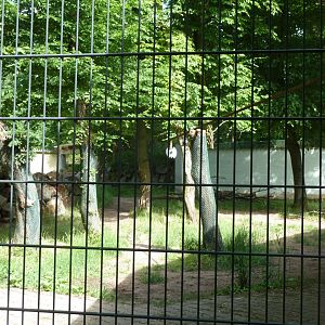 Brazilian tapir enclosure - right-wing part