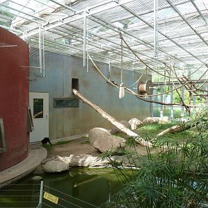 Crested Black Macaque - Winter quarter