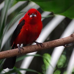Brazilian tanager (Ramphocelus bresilia) (07/22)
