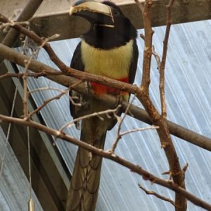 Black-necked aracari (Pteroglossus aracari) (07/22)