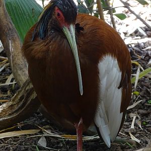 Madagascar crested ibis (Lophotibis cristata) (07/22)