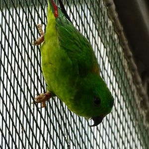 Blue-crowned hanging parrot (Loriculus galgulus) (07/22)