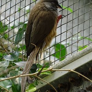 Mombasa speckled mousebird (Colius striatus mombassicus) (07/22)