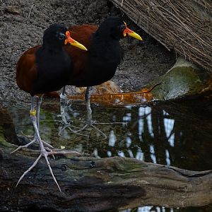 Wattled jacana (Jacana jacana) (07/22)