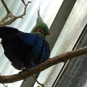 Schalow's turaco (Tauraco schalowi) (07/22)
