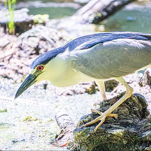 Black-crowned Night Heron