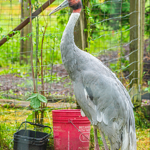 Sarus Crane