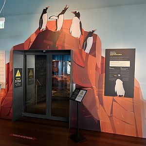 Gentoo Penguin Exhibit - New in 2022