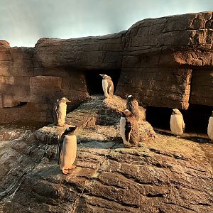 Gentoo Penguin Exhibit - New in 2022