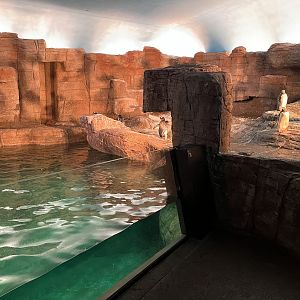 Gentoo Penguin Exhibit - New in 2022