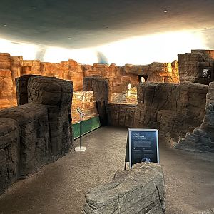 Gentoo Penguin Exhibit - New in 2022