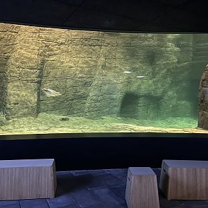 Gentoo Penguin Exhibit - New in 2022