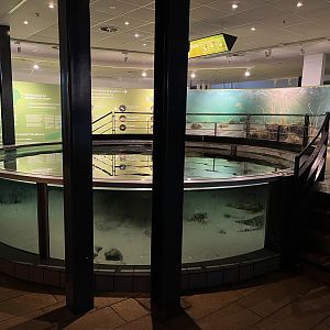 Touch Tank (3 species)