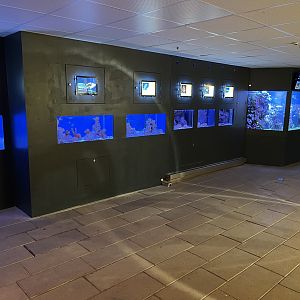 Danish Species - Jewel Tanks