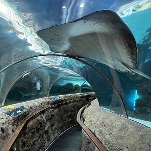 Shark Tank Tunnel